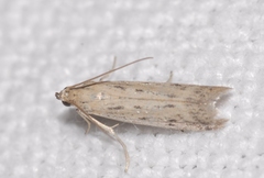 Phycitodes inquinatella