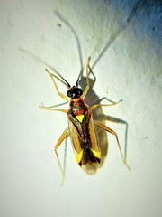 Campyloneura virgula