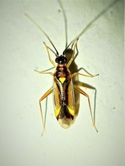 Campyloneura virgula