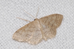 Idaea subsaturata