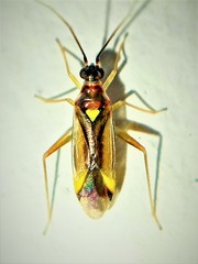 Campyloneura virgula