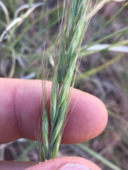 Pseudoroegneria spicata