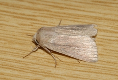 Mythimna congrua