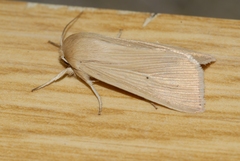 Mythimna pallens