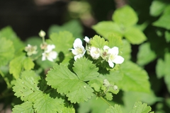 Rubus caesius