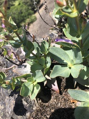 Penstemon barrettiae
