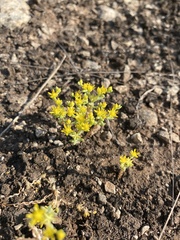 Sedum nuttallii