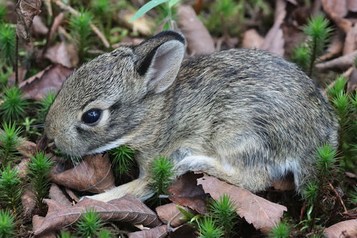 Eastern Cottontail photographed in Arkansas