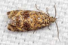 Olethreutes ferrolineana