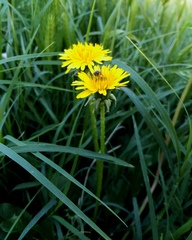 Taraxacum