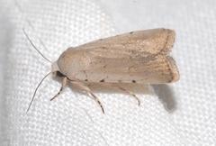 Caradrina fuscicornis