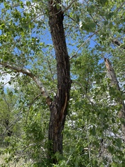Populus × acuminata