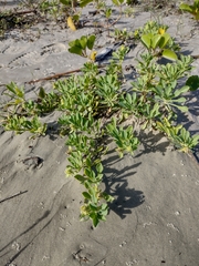 Acicarpha bonariensis