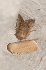 Mythimna pallens