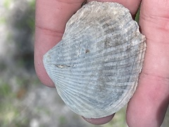Noetia ponderosa