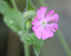 Silene dioica