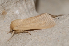 Mythimna pallens