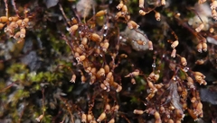 Dicranella varia