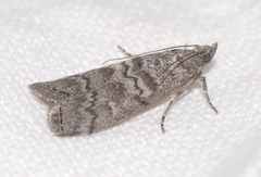 Dioryctria mendacella