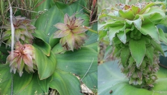 Eucomis regia