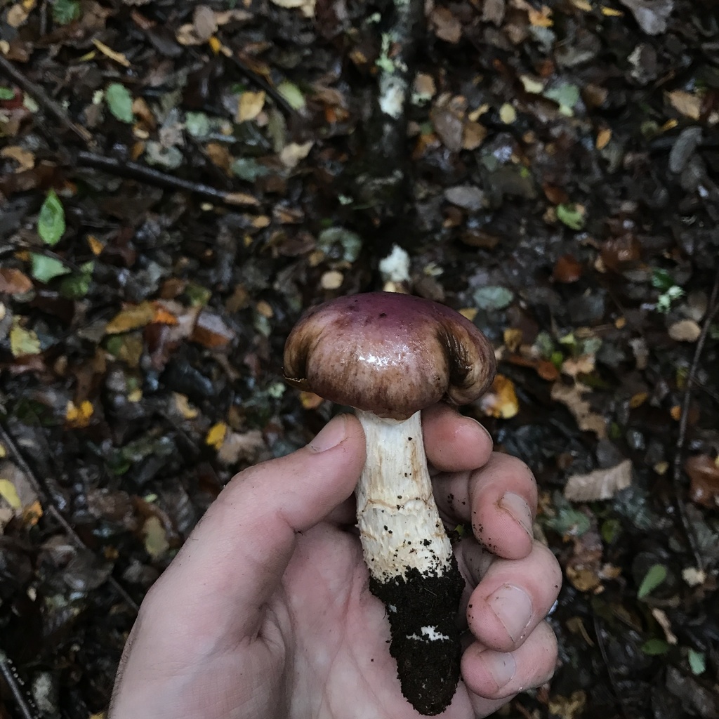 Cortinarius lebre · May 2022 · photo: © cristianriquelme (iNaturalist, cc-by)