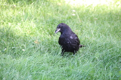 Corvus corone