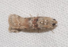 Ancylosis oblitella