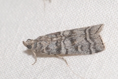 Dioryctria mendacella