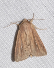 Mythimna congrua