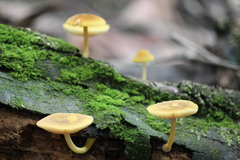 Pluteus hubregtseorum