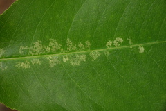 Corythucha associata