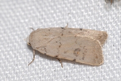 Caradrina fuscicornis