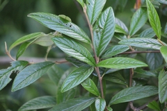 Cotoneaster salicifolius