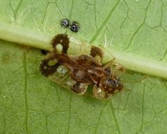 Corythucha associata