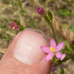 Zeltnera muehlenbergii