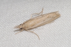 Agriphila tersellus