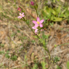 Zeltnera muehlenbergii