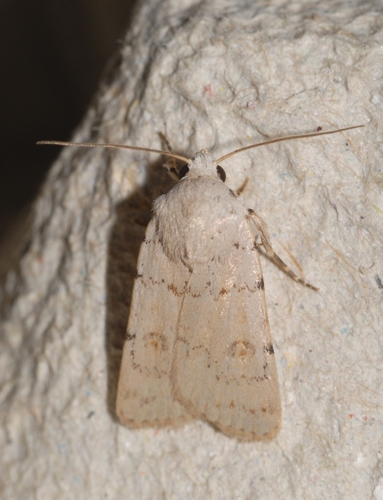 Representative image of Caradrina fuscicornis