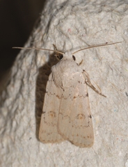 Caradrina fuscicornis