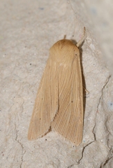 Mythimna pallens