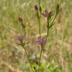Zeltnera muehlenbergii