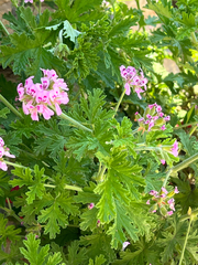 Pelargonium graveolens