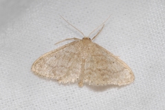 Idaea subsaturata