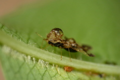 Corythucha associata