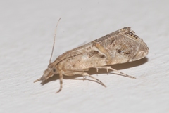 Euchromius cambridgei