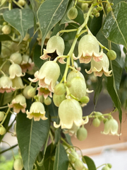 Brachychiton populneus