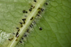 Corythucha associata