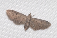 Eupithecia ultimaria