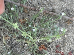 Pectocarya penicillata