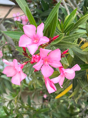 Nerium oleander